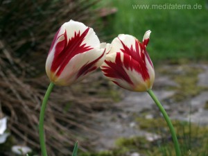 Zwei Tulpenblüten - karminrot weiß