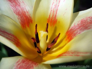 Tulpenblüte Holland - beige gelb rot aus der Nähe