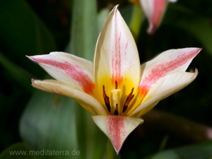 exotische Tulpenblüte - beige gelb rot