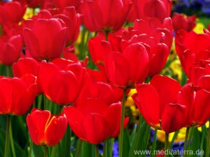 Rotes Tulpenfeld in Holland bei Amsterdam