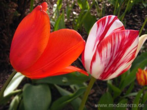 Rote und rotweiße Tulpe - Holland