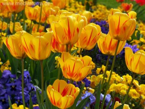 Gelbes Tulpenbeet in Holland bei Amstedam