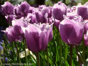 Lila Tulpenfeld in Holland bei Amsterdam