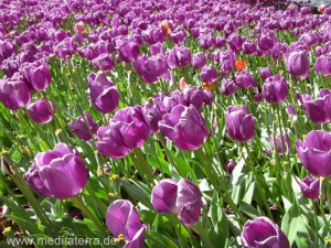 violettes Tulpenfeld - Holland bei Amsterdam