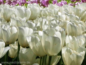 weißes Tulpenfeld in Holland bei Amsterdam