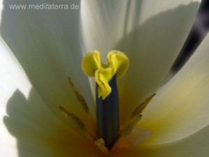 Tulpenblüte - Narbe weiß grün gelb