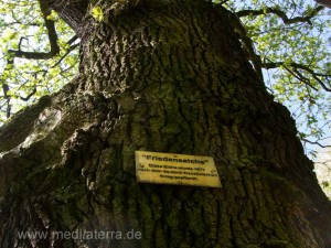 Friedenseiche am Aufstieg zum Rheinsteigweg bei Leutesdorf