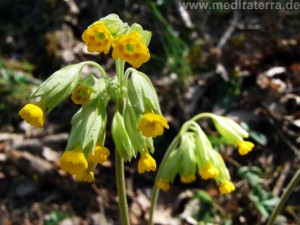 Blüten im Wald - Himmelschlüsselchen