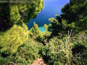 Grüne Natur auf der Insel Alonissos mit Blick auf das blaue Meer