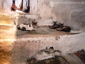 Treppen und Katzen In den Gassen von Skopelos - nördliche Sporaden