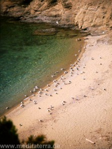 Möwen in der Asselinosbucht auf der Sporadeninsel Skiathos in Griechenland - sandiger Strand