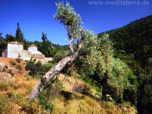 Griechenland, Sporadeninsel Skiathos - Kloster Kechria mit schiefem Olivenbaum im Vordergrund