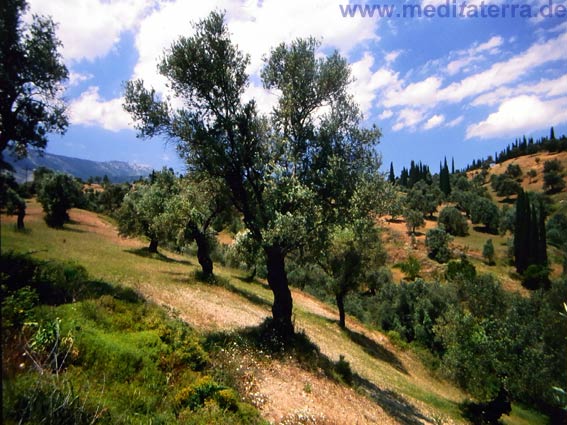 Olivenhain auf der Sporadeninsel Skopelos