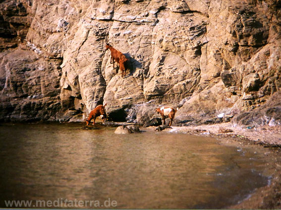 Sporadeninseln - Felsenwand mit Ziegen