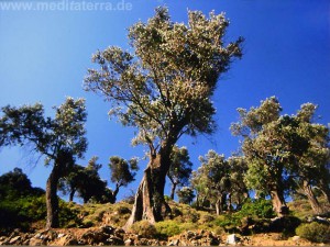 Olivenbäume im Himmelblau auf der Sporadeninsel Skyros - Griechenland