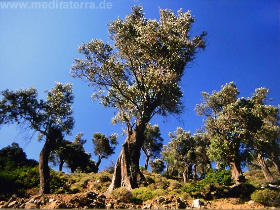 Olivenbäume im Himmelblau auf der Sporadeninsel Skyros - Griechenland