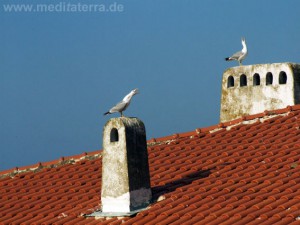 Dach mit zwei alten Schornsteinen und Möwen am Schwarzen Meer in Bulgarien