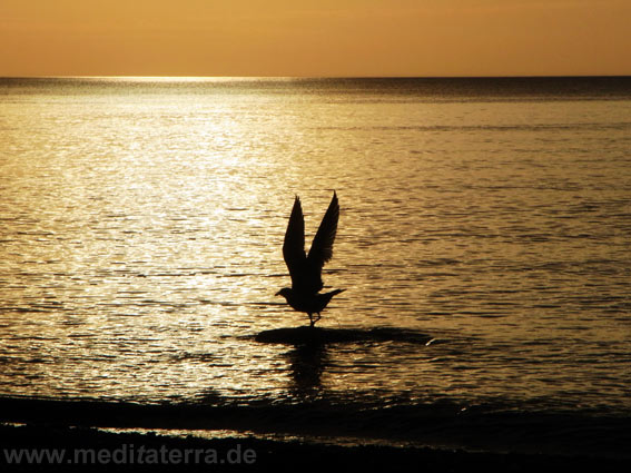 Möwe im Flug bei Sonnenaufgang an der bulgarischen Schwarzmeerküste