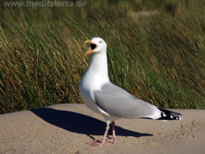 Bulgarien: Rufende Möwe am Sonnenstrand bei Nessebar