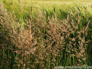 Grüntöne in Wald und Flur