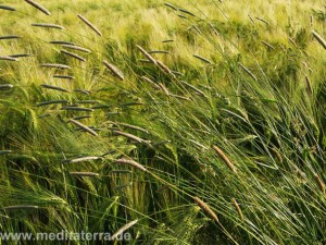 Grüne Gräser im Kornfeld