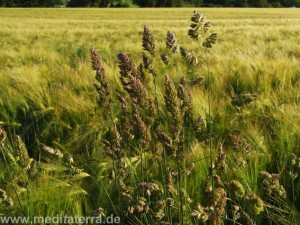 Grüne Wiesengräser mit Kornfeld