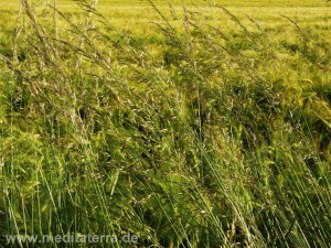 Grüne Gräser am Wegesrand