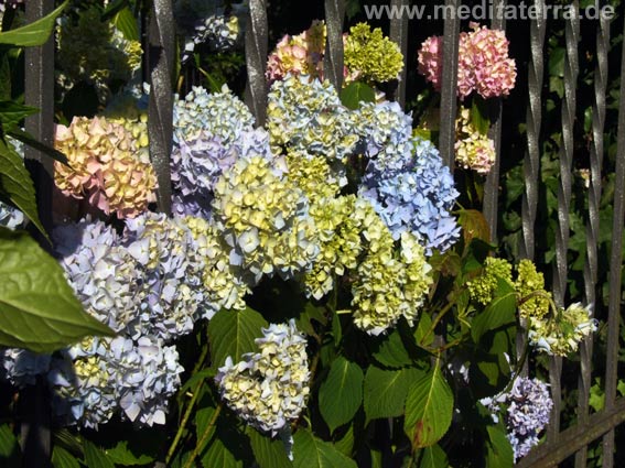 Mehrfarbige Hortensie an einem Zaum