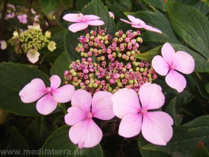 erblühende Hortensie