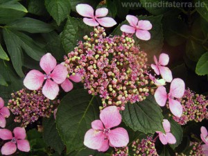 Hortensienblüte erblüht