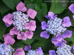 Hortensie blüht rosa und violett