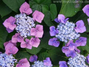 Hortensie blüht rosa und violett