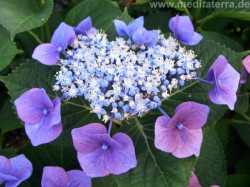 Hortensienblüte blau violett