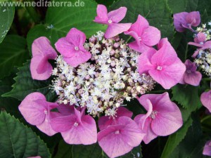 Hortensie rosa weiß