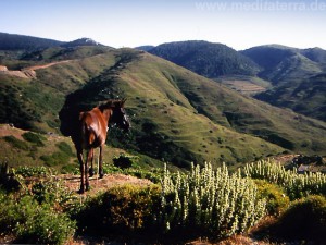 Insel Skyros Griechenland - wildes braunes Pferd