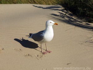 Schatten einer Möwe am Strand, Dünengras