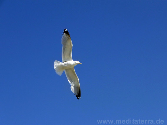 Möwe im Flug - strahlend blauer Himmel