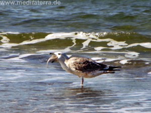 Möwe mit Fisch im Maul