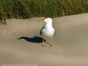 Möwe mit Schatten ihrer selbst