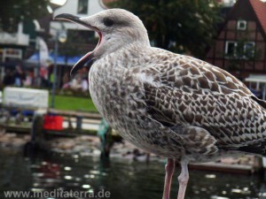 Möwe mit offenem Schnabel