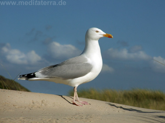 Lesen Sie auch unsere weiteren Möwen-Beiträge!