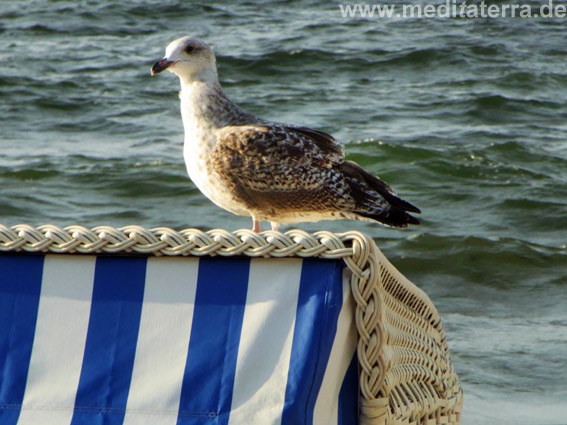 Möwe auf Strandkorb