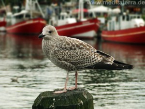 Möwe mit roten Fischerbooten