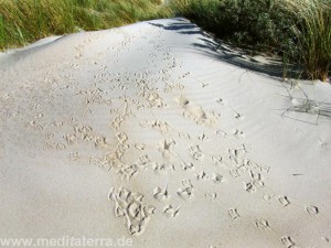 Möwenspuren in den Dünen