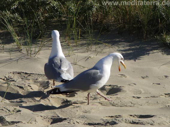 Zwei Möwen am Strand