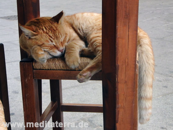 Schöne rote Tigerkatze schlafend auf einem Hocker 