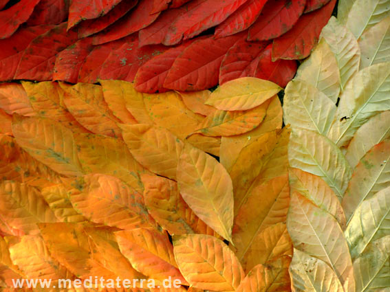 rotes und gelbes Herbstlaub zu einem Bild gelegt