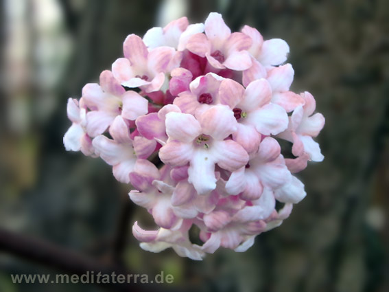 Schneeballblüte im Dezember