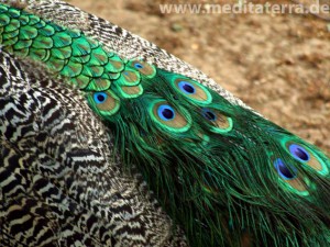 Pfauengefieder - blauer Pfau mit Pfauenaugen