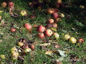 Kunstweg an den Streuobstwiesen: saftige Äpfel im Gras